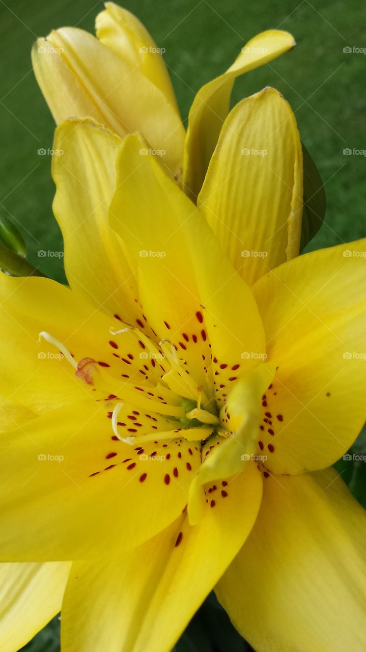 Yellow Asiatic Lily