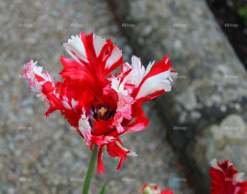 Red and white tulip closeup 