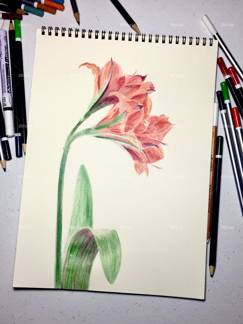 Drawing Amaryllis 