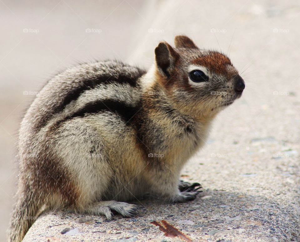 Chip the chipmunk 