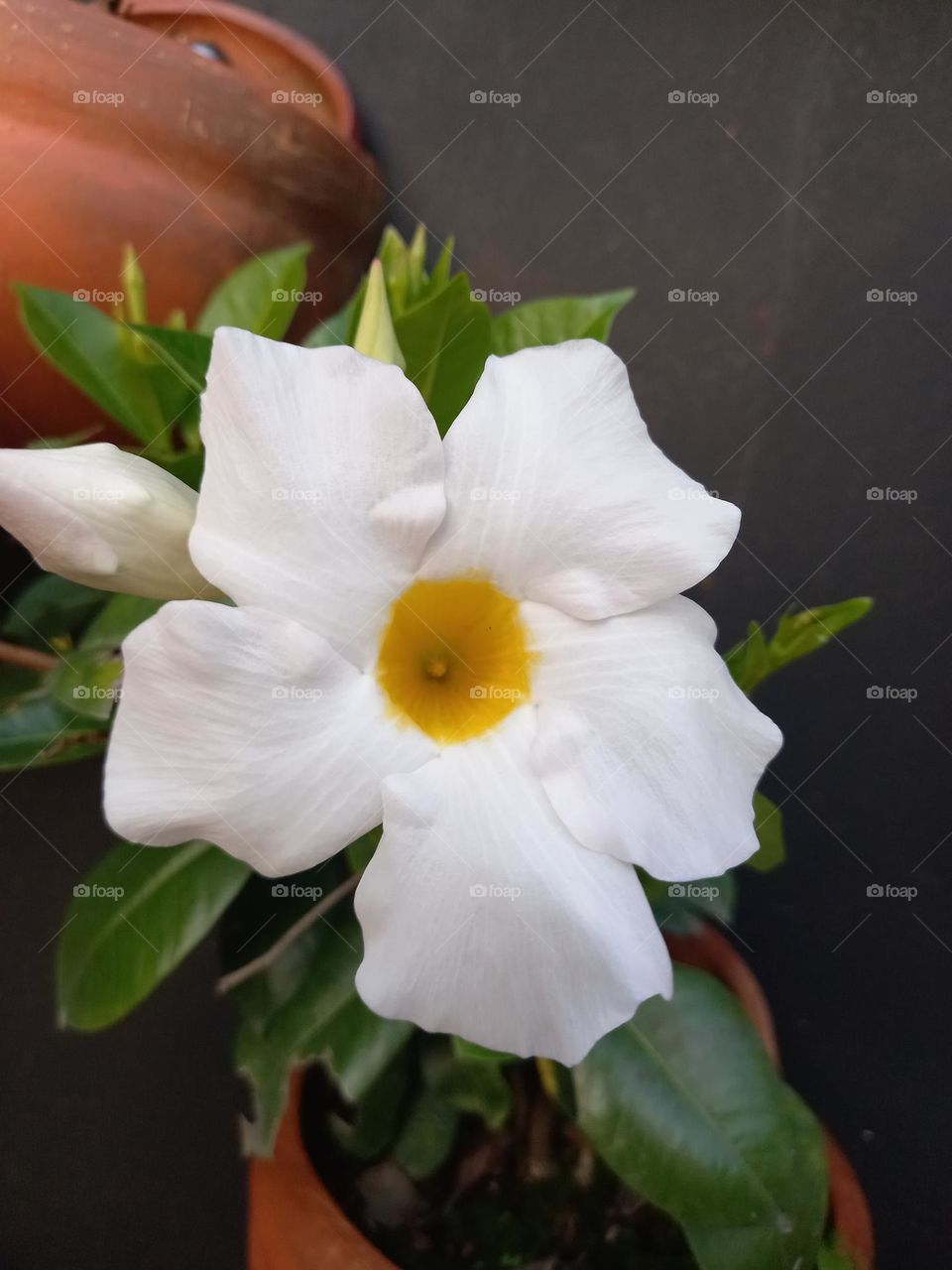 white flower