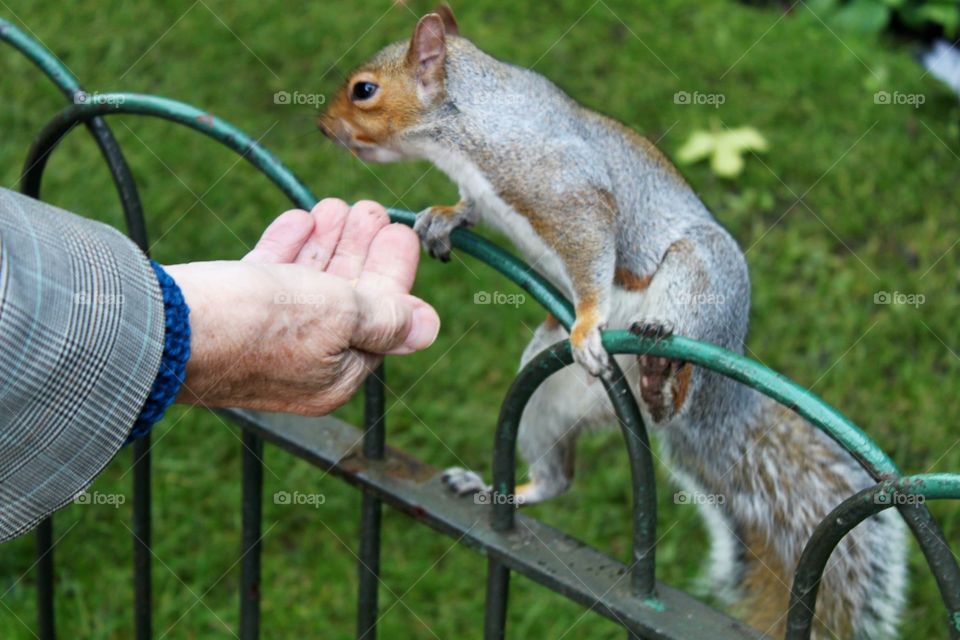 Hyde park Old man feeding a squirrel. Tenderness in a picture 