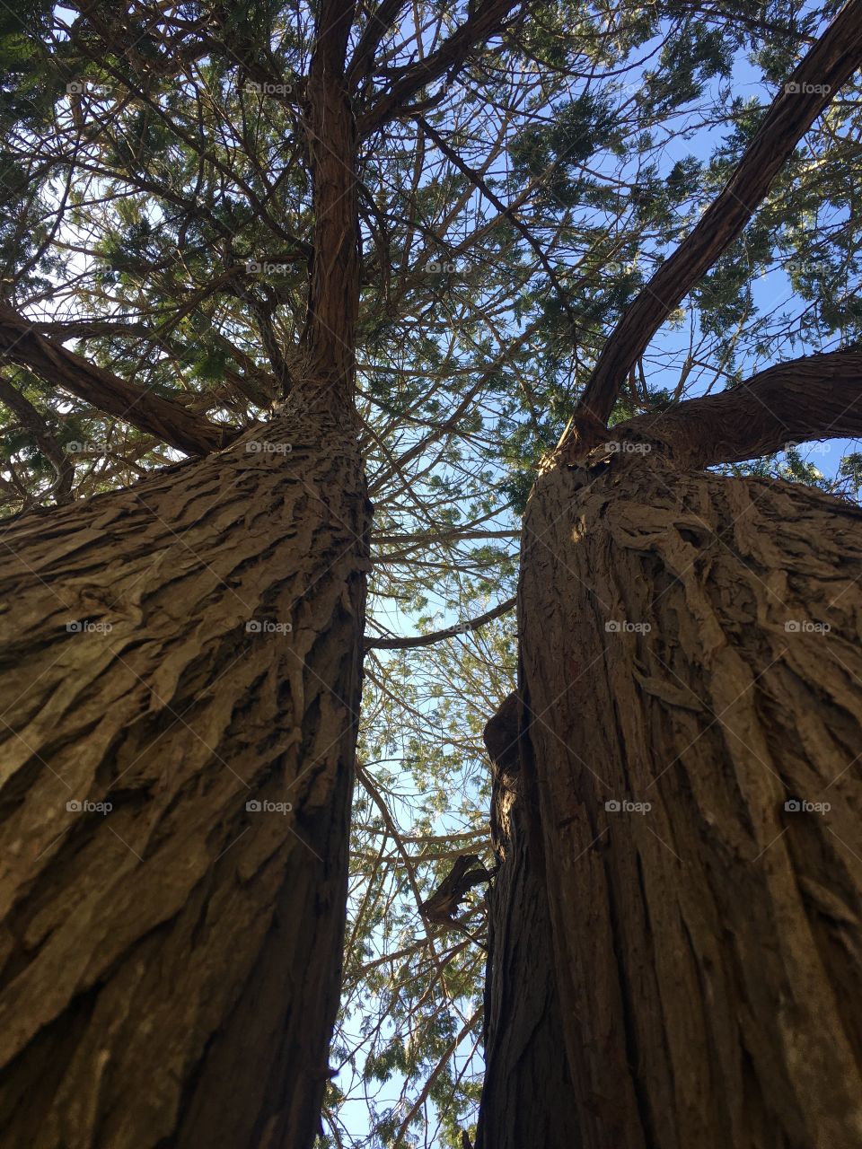 Bark view of two similar trees