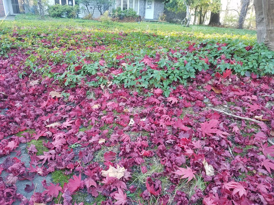 Red fallen leaves around green leaves
