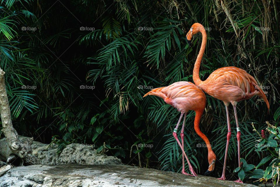 Flamingo