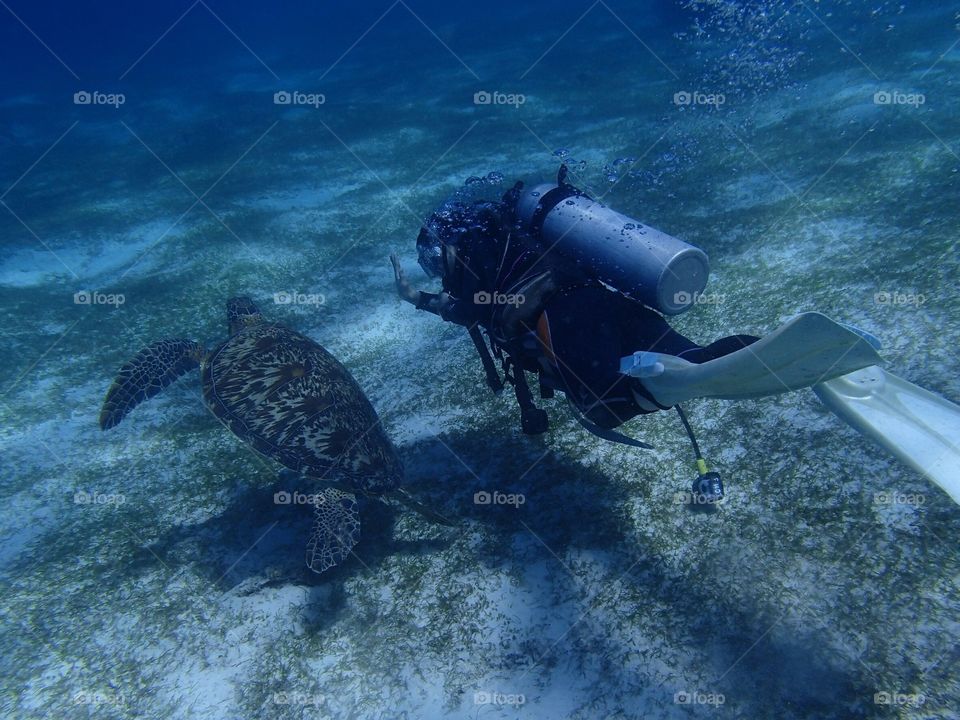Scuba diver and turtle swimming underwater sea