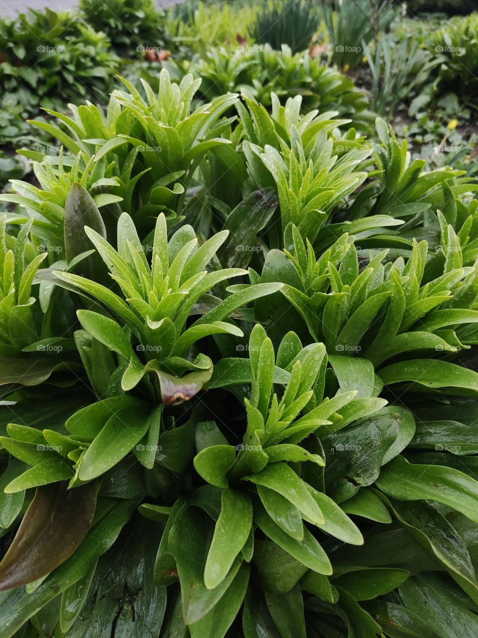 There is nothing more beautiful than spring greenery after a warm rain. An immersion in a sense of freshness and calm.