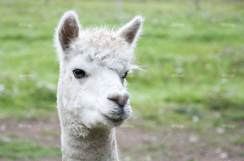 Front view of alpaca