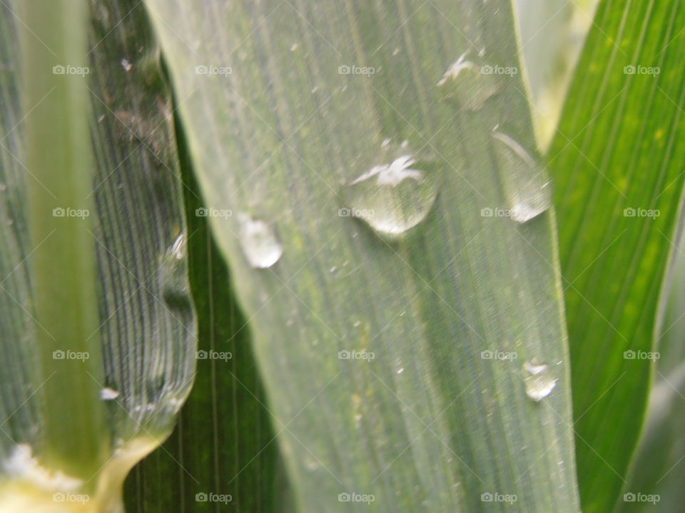 Rain Drops On Grass