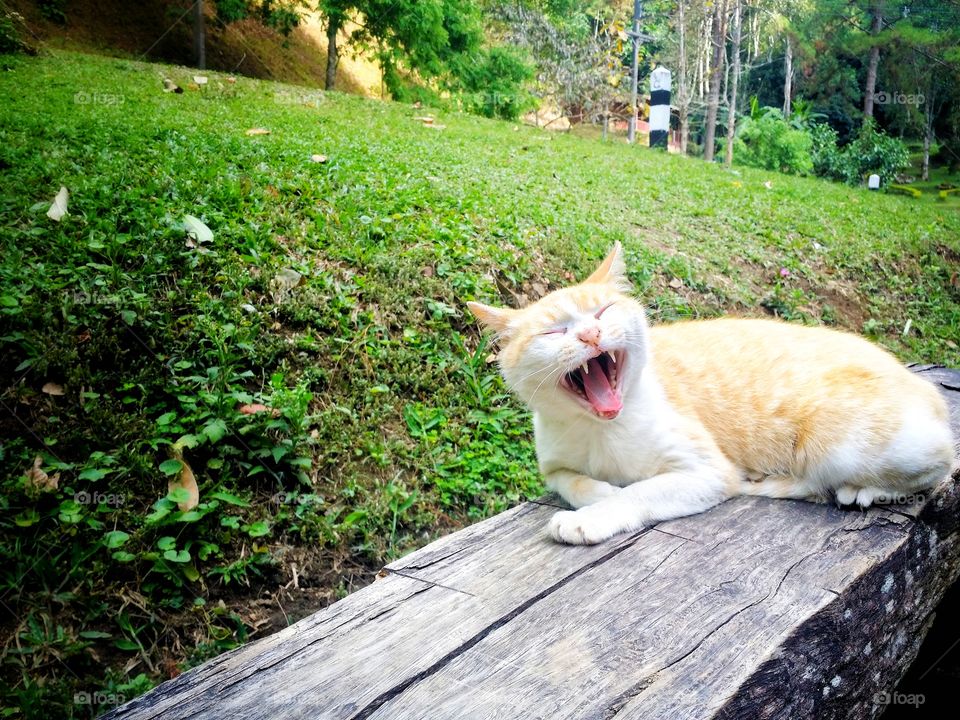I'm sleepy. The cat is yawning with sleep on a bench in the midst of a very relaxing nature. Animal photography.