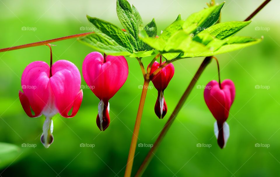 Bleeding heart