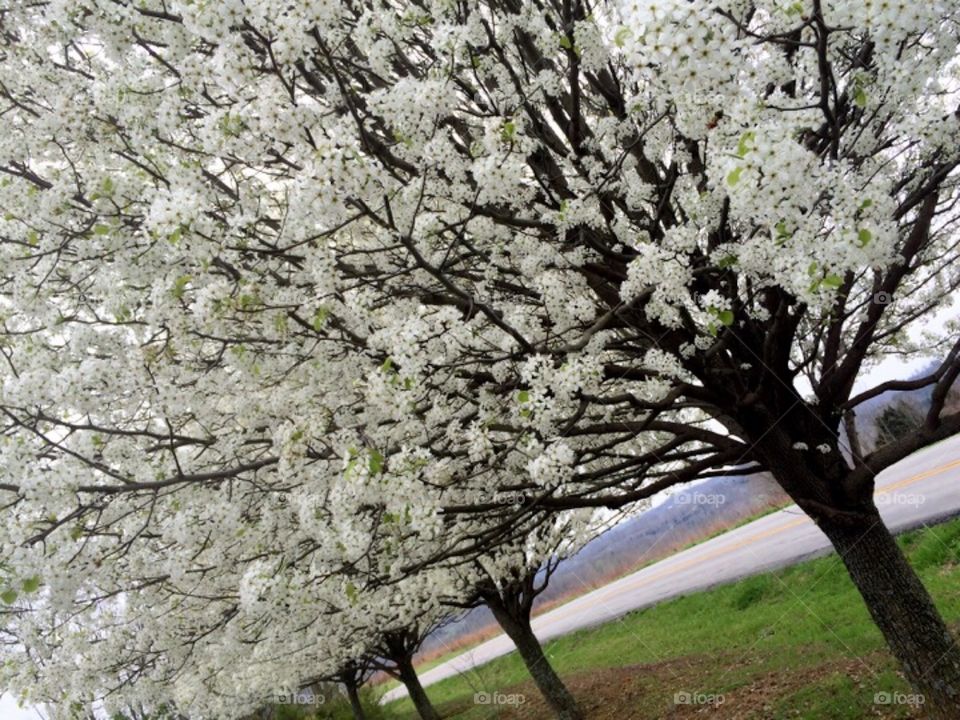 Bradford Pear Tree 