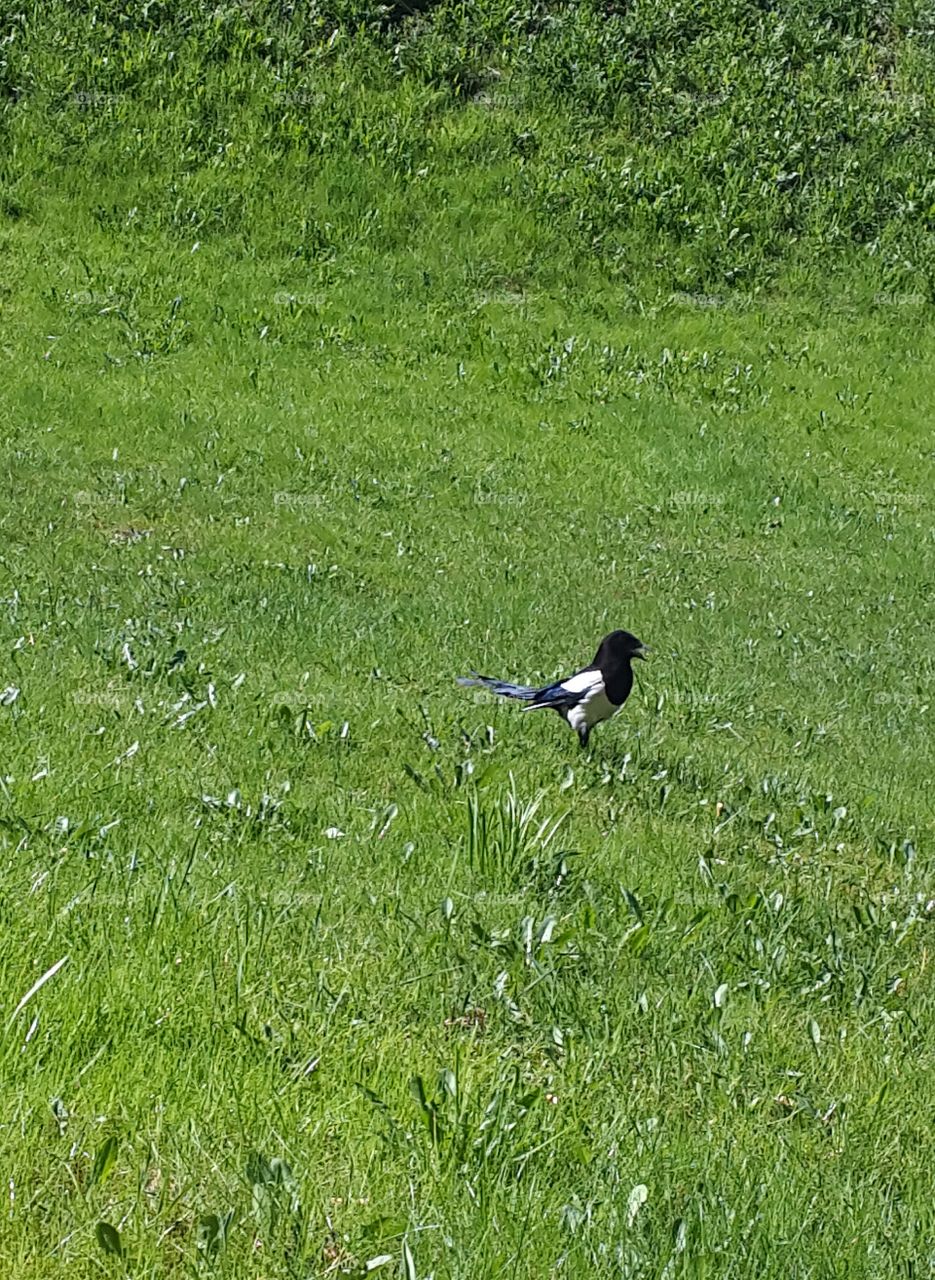 bird in the grass