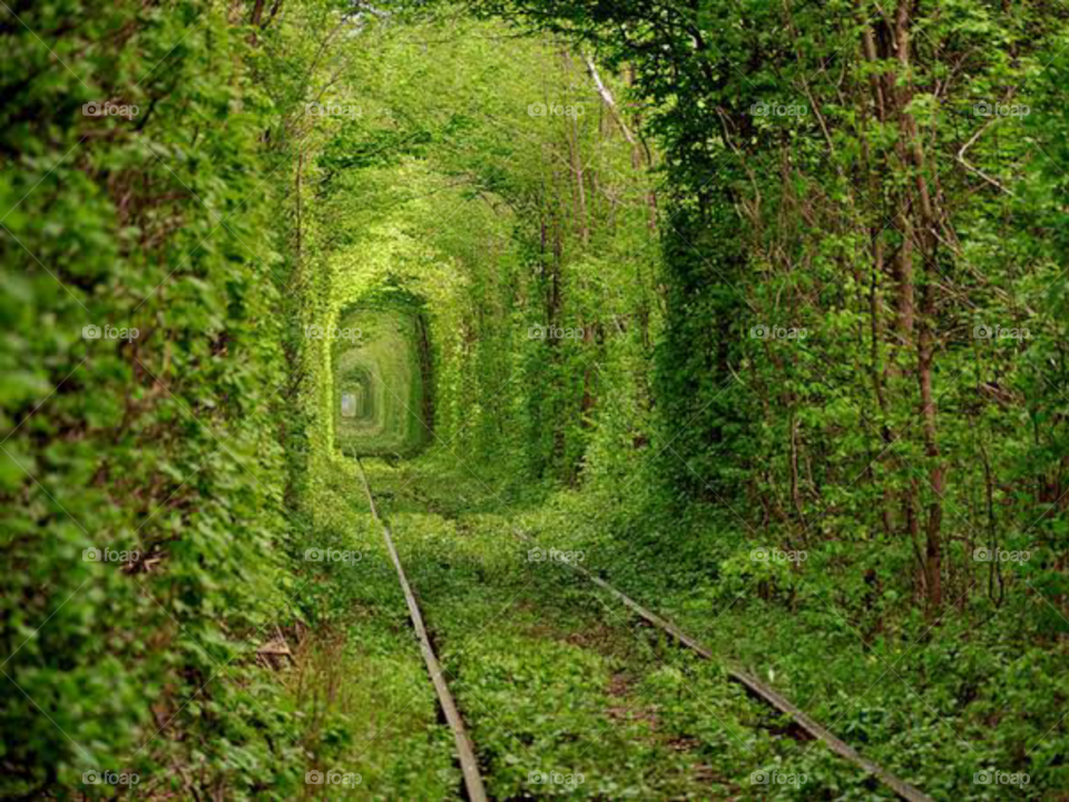 Green Tunnel