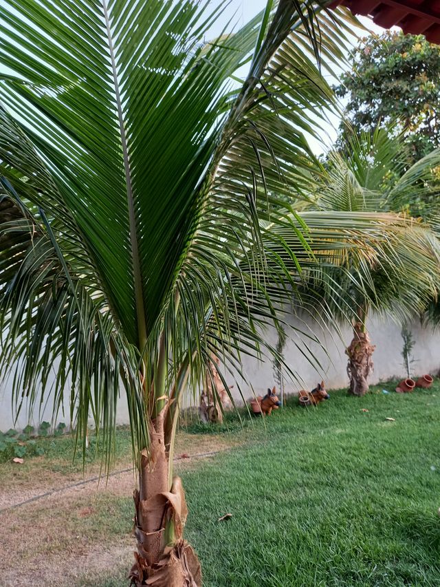 coqueiro no jardim.