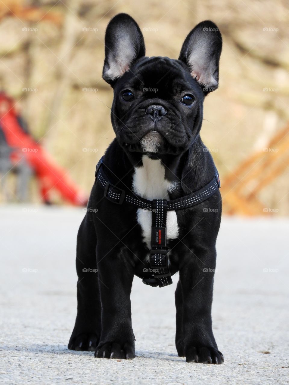 french bulldog