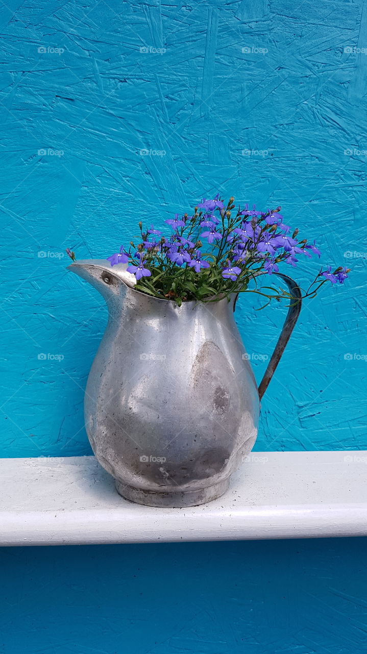 purple flowers blue wall