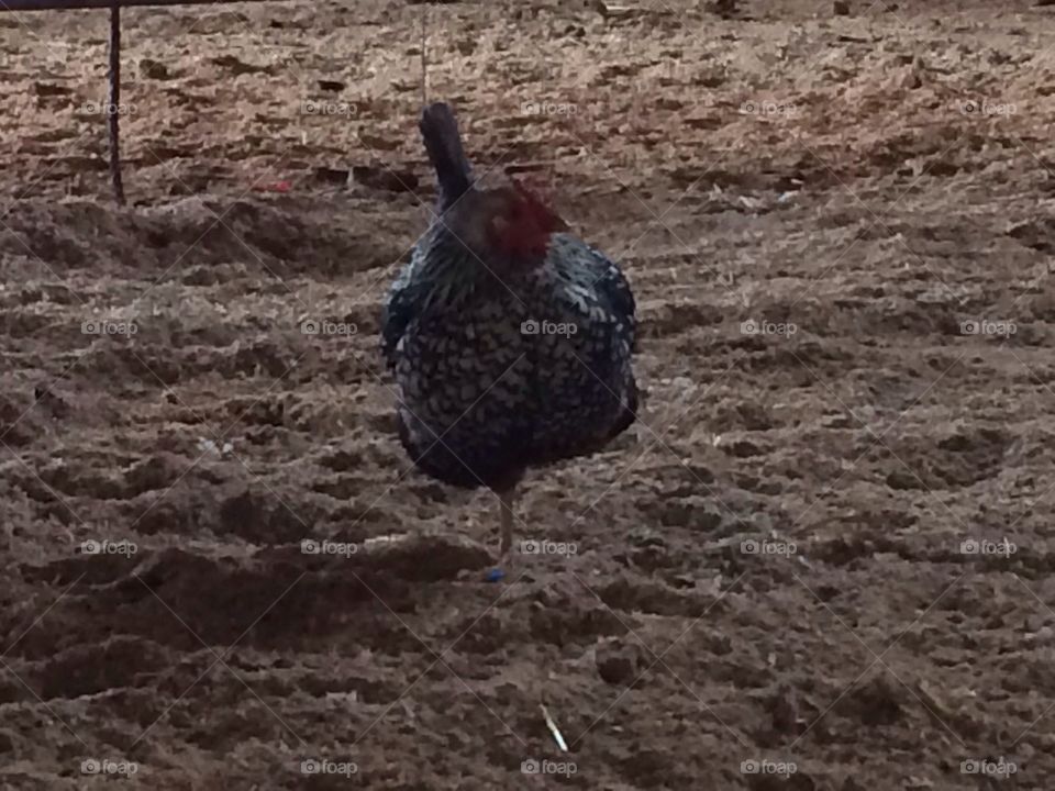 One legged chicken