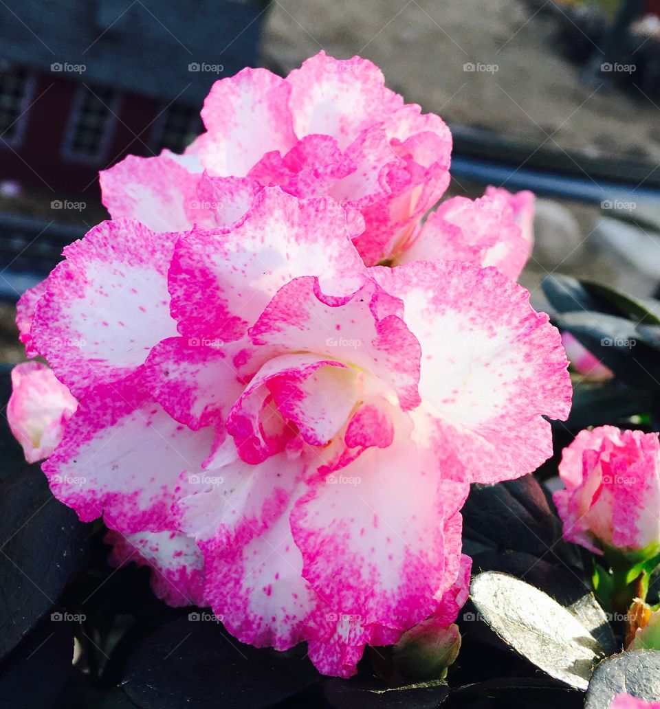 Close-up of a pink flower