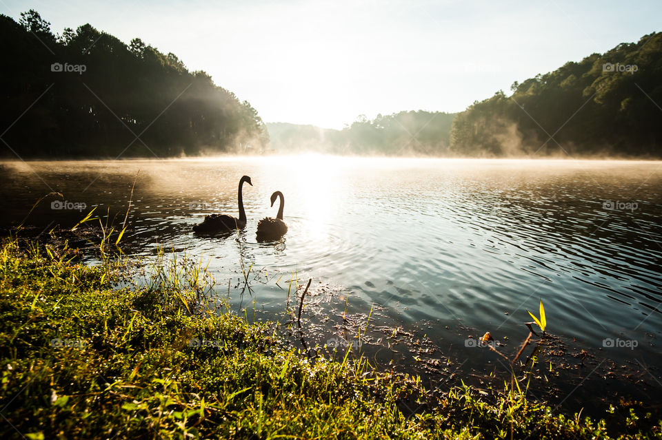 Black swan swimming in the lake