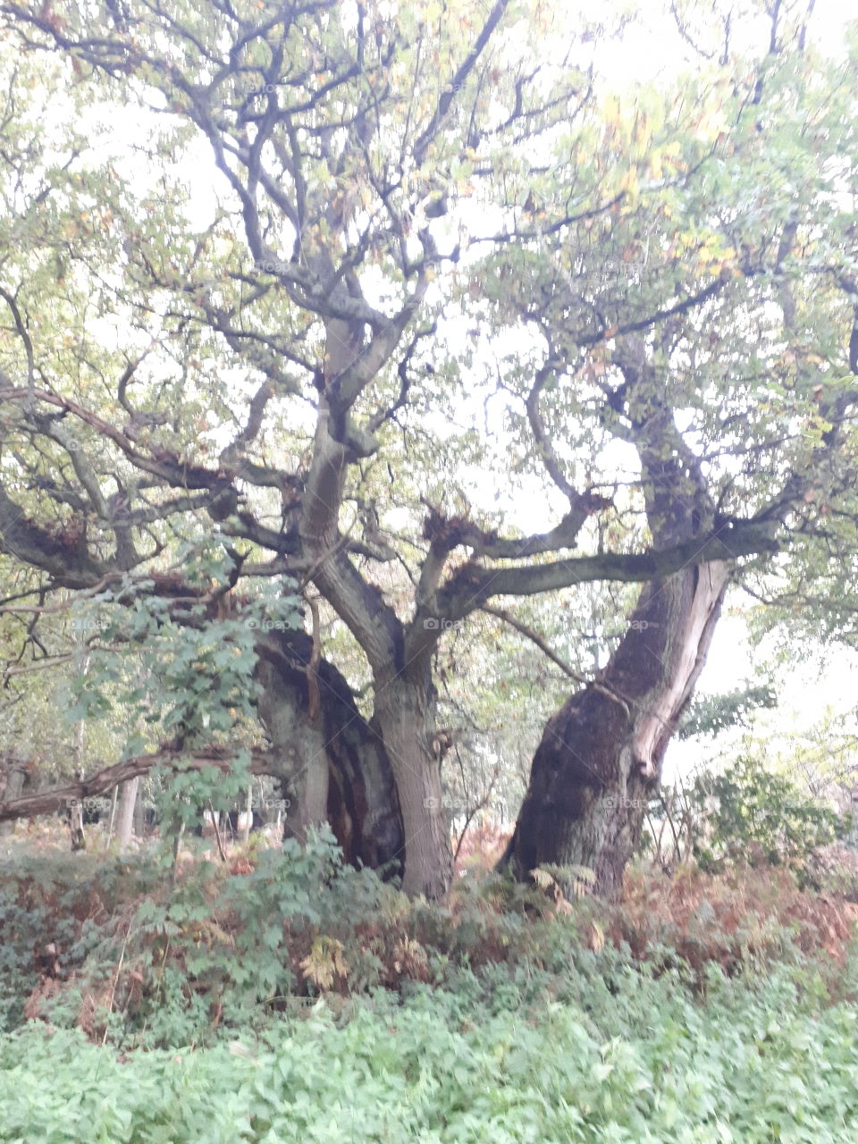 Tree, Landscape, Nature, Wood, Branch