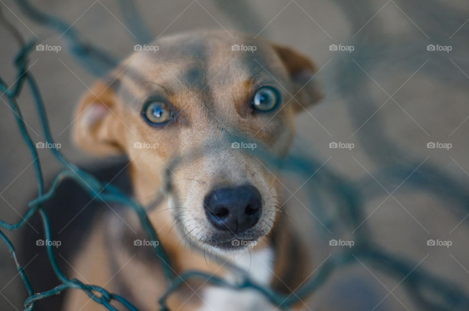 Street dog in a shelter waiting to be adopted