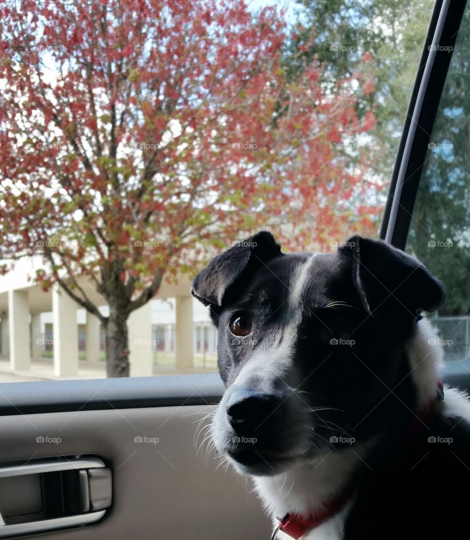 Dog at car window