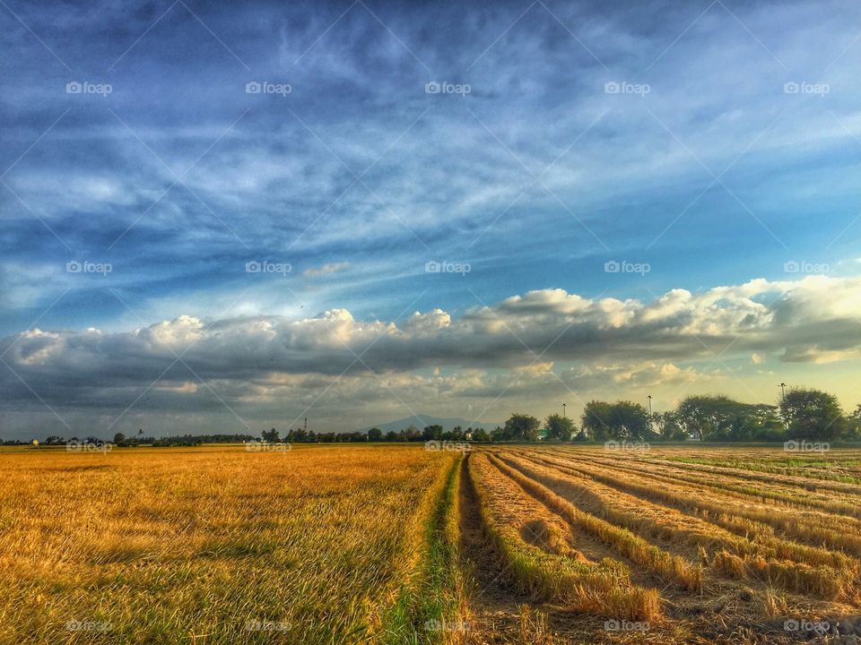 No Person, Agriculture, Rural, Landscape, Sky