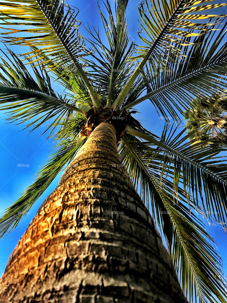 Palm tree from the trunk with a blue background sky