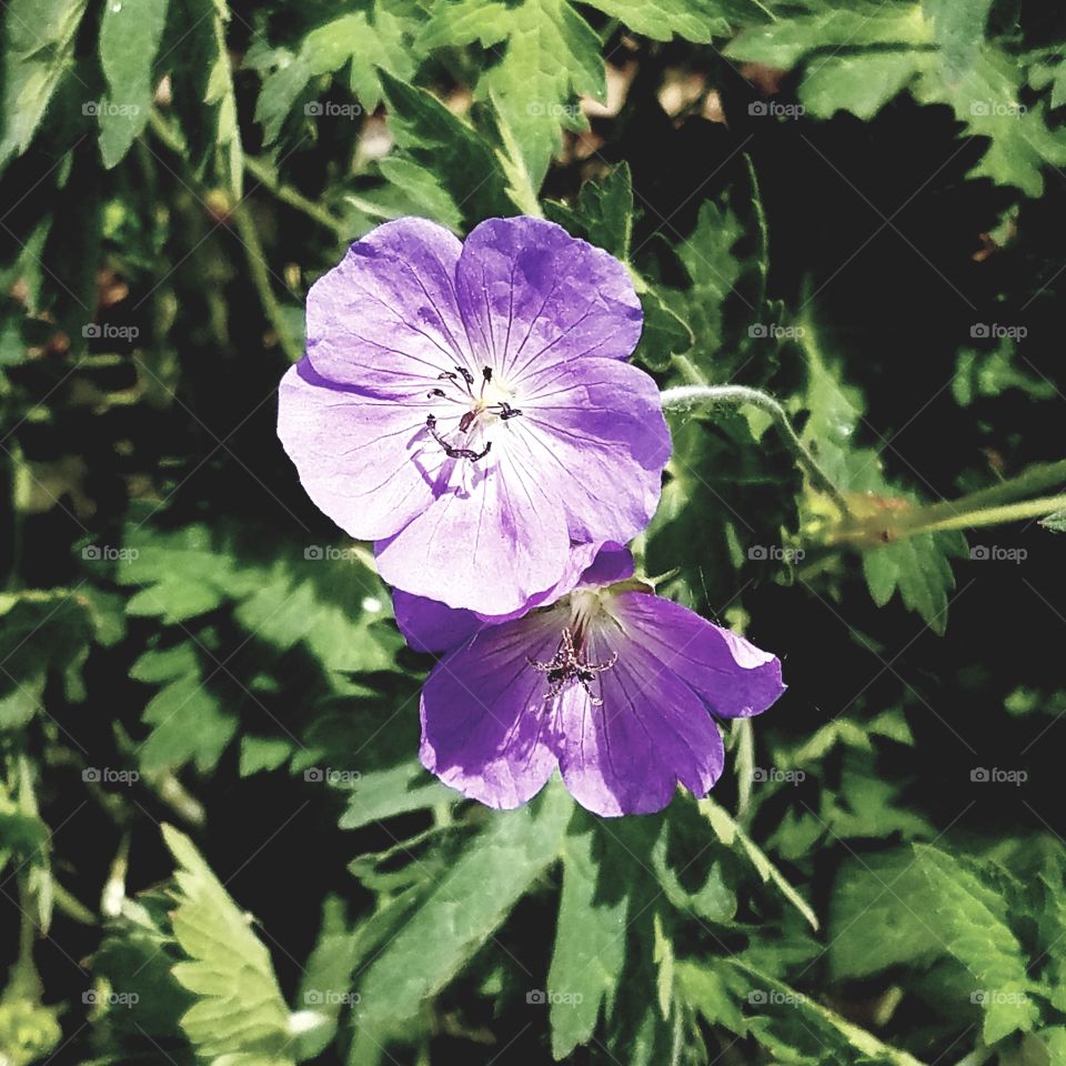 Flower, No Person, Nature, Flora, Garden