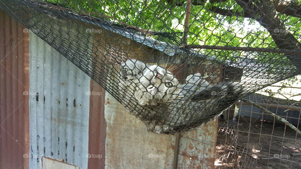 I  have my very own hammock! My humans love me!