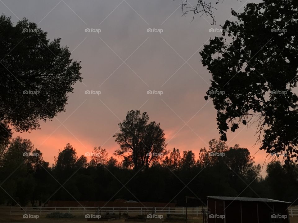 Glowing sunset. Sunsetting under smoke filled sky from wildfires burning creating a beautiful glowing backdrop  behind the trees.