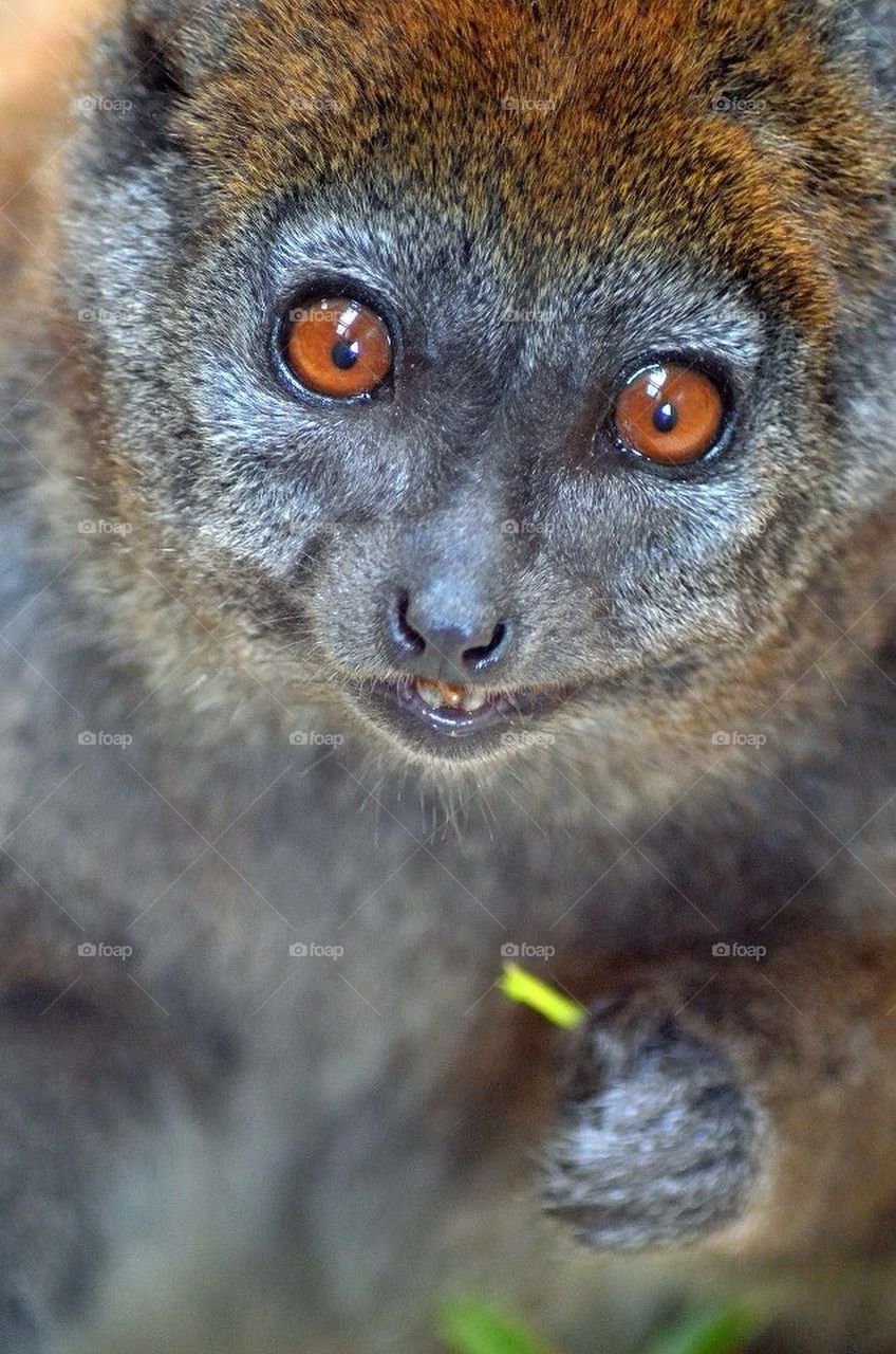 Alaotran Gentle Lemur