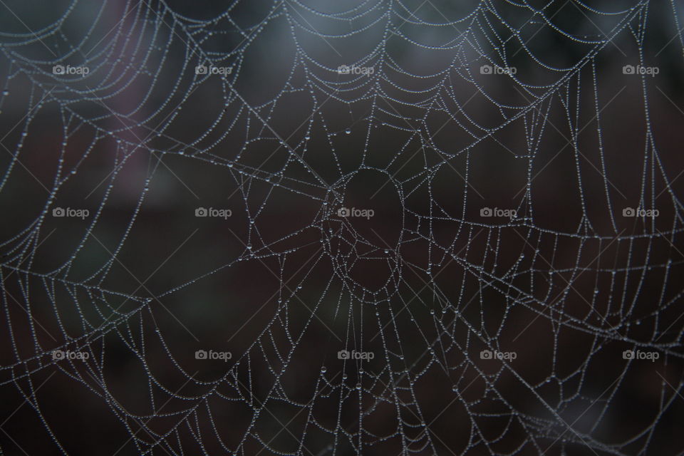 a spider web with water drops