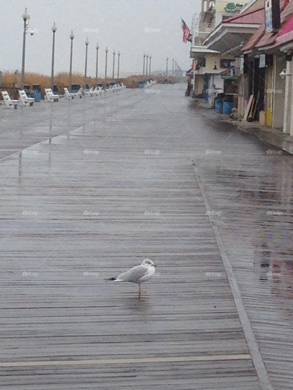 Lone Gull