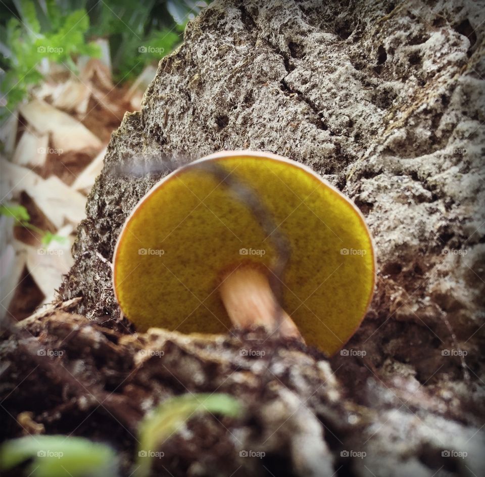 Summer mushroom