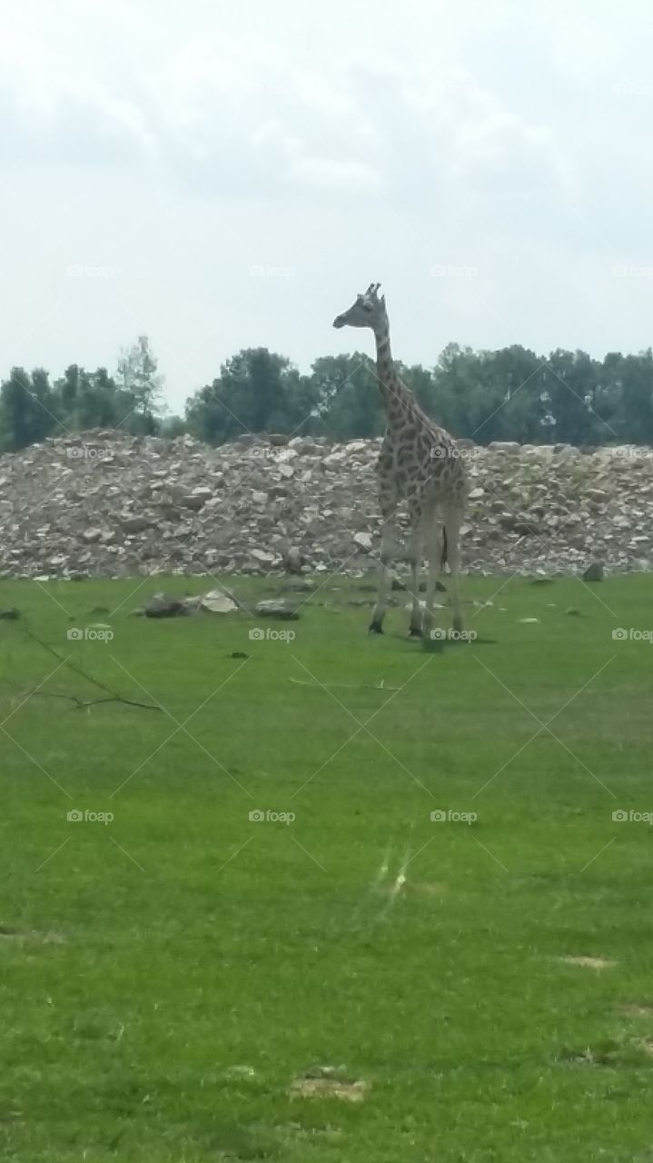 Amazing world of giraffes