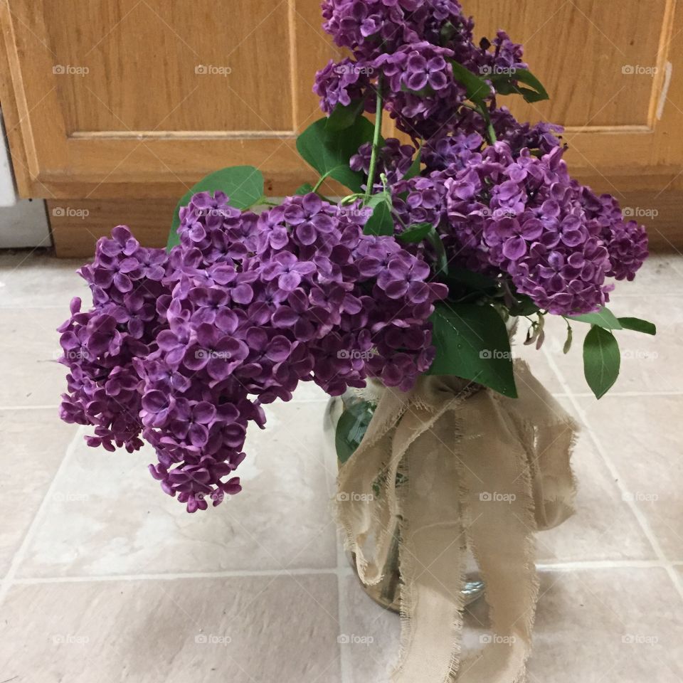 Butterfly Shaped Lilac Flowers. @chelseamerkleyphotos Copyright © CM Photography May 2019.