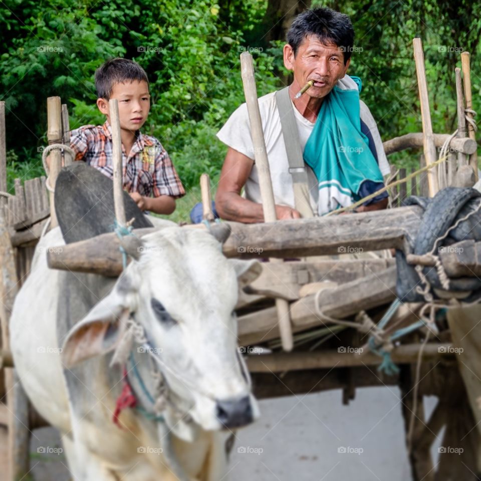 Cow and cart
Inle lake, Myanmar 