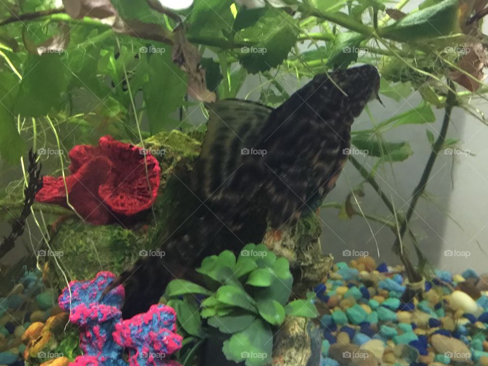 My fish posing, patterns looks amazing 😊