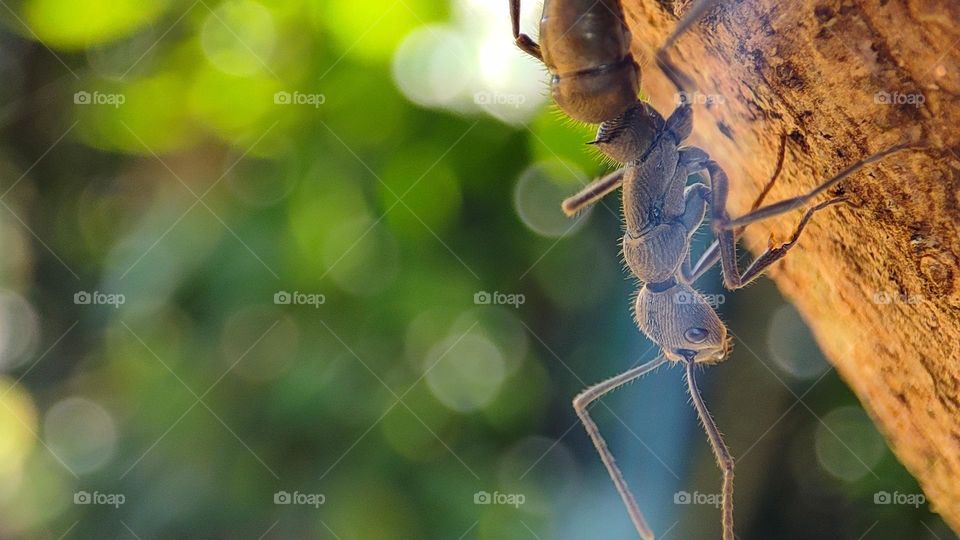 Ant walk on a beautiful morning, pleasant day, beautiful day, happy morning, Good morning