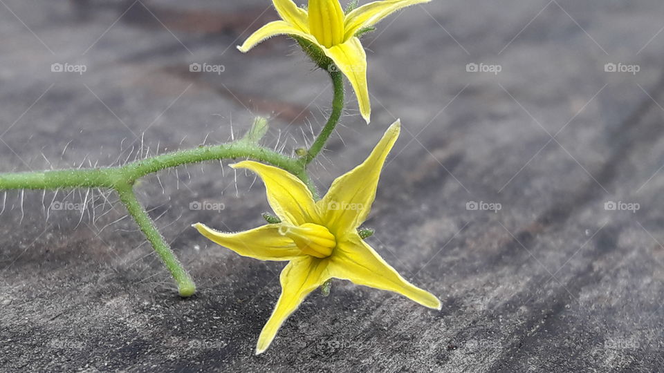Beautiful yellow color blooming flower with green color branch