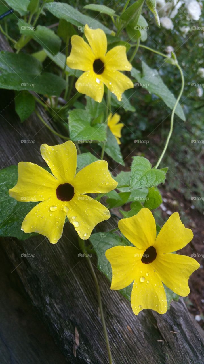 Yellow flowers on fence