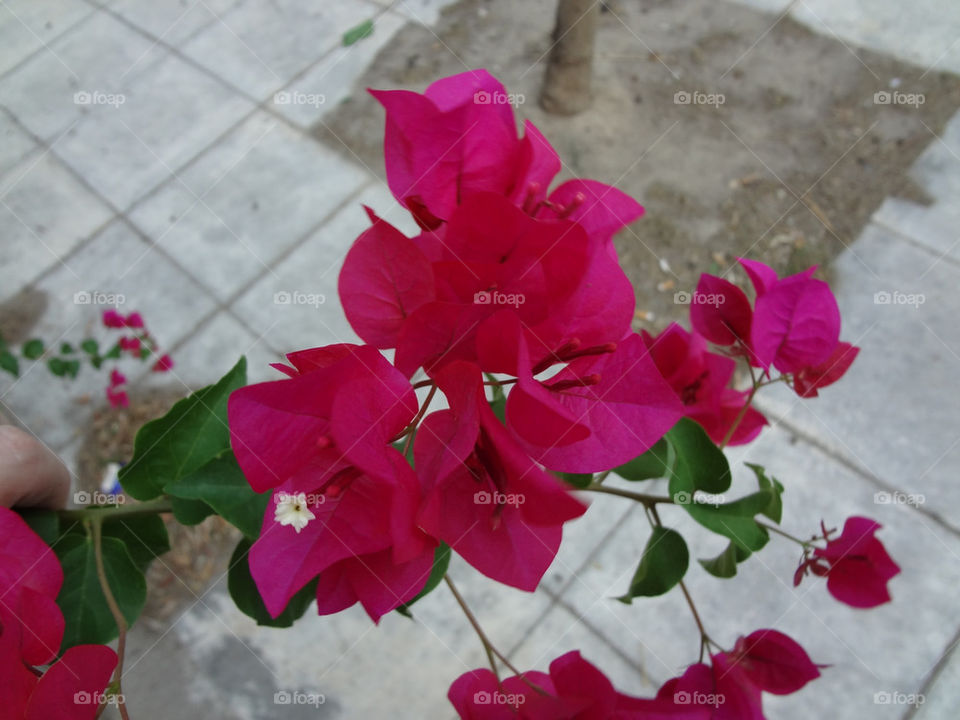 flowers pink flower tree by georgiodan