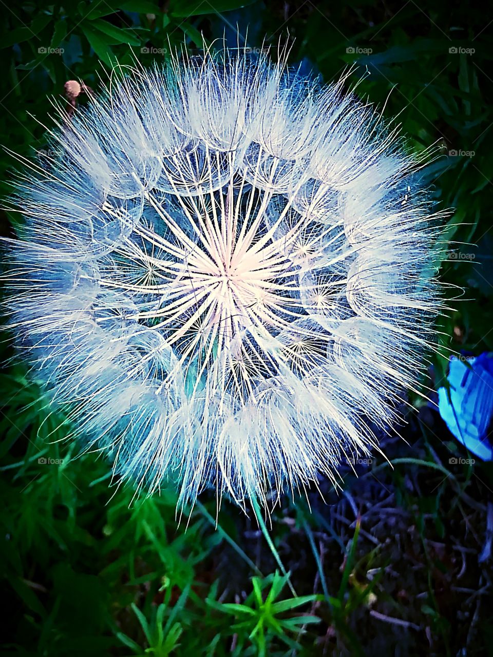 Fluff ball. Love how unique they are