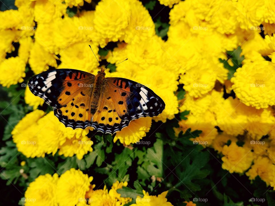 butterfly resting on yellow flowers