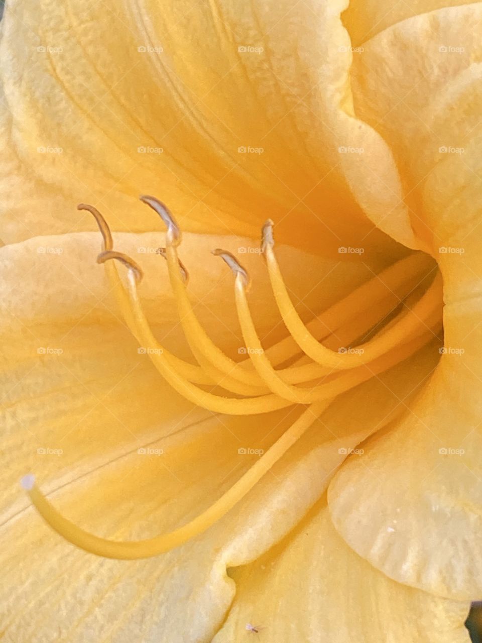 Close-up of a yellow day lily. Pretty yellow flower on a summer day. Home garden.