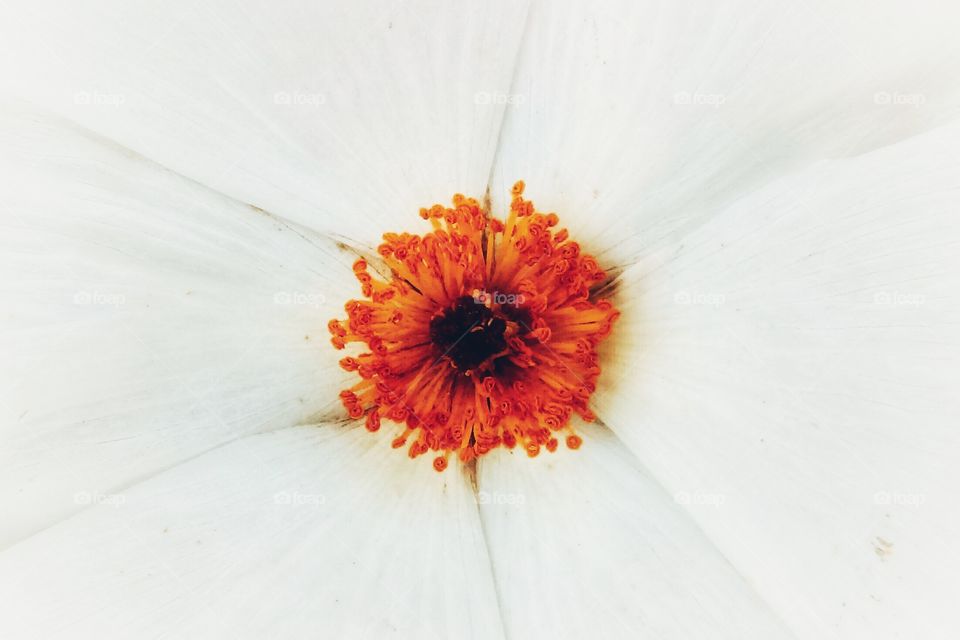Close up of wild white flower