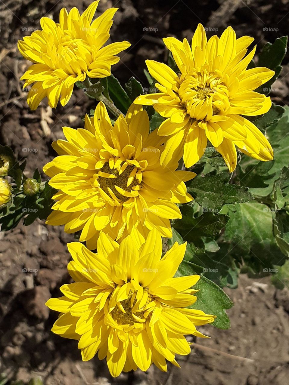 planta de flores amarillas