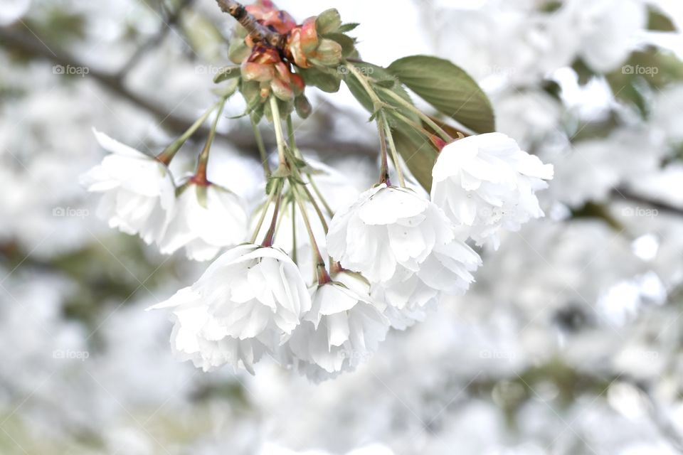 Closeup macro of white flowers of a tree